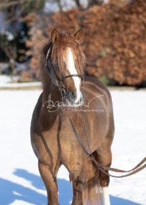 PSB Körung Samstag 28