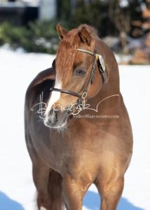 PSB Körung Samstag 29