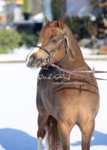 PSB Körung Samstag 30