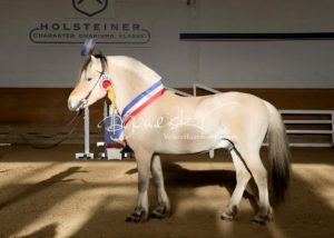 PSB Siegerhengste 30