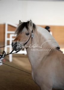 PSB Siegerhengste 21