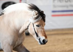 PSB Siegerhengste 22