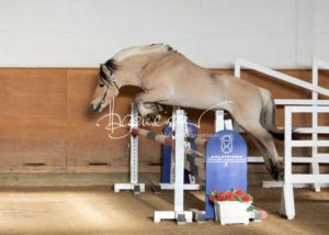 PSB Siegerhengste 23