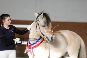 PSB Siegerhengste 24