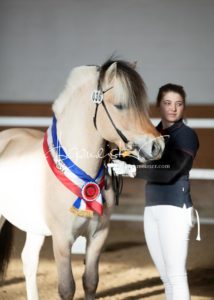 PSB Siegerhengste 26