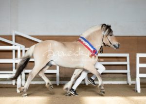 PSB Siegerhengste 29