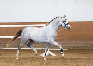 PSB Körung Samstag 2