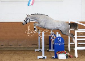 PSB Körung Samstag 3