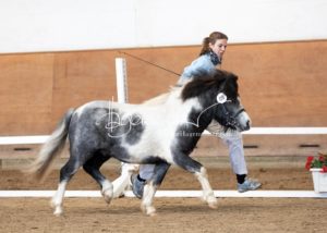 PSB Körung Sonntag 4