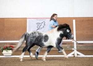 PSB Körung Sonntag 5