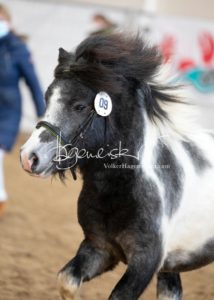 PSB Körung Sonntag 6