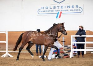 PSB Körung Samstag 4