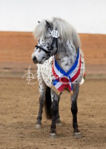 PSB Körung Sonntag 7