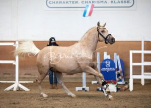 PSB Körung Samstag 5