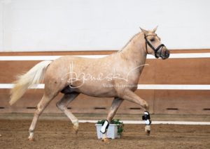 PSB Körung Samstag 6