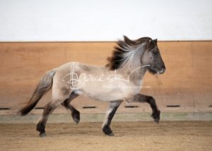 PSB Körung Sonntag 8