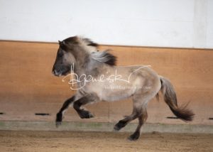 PSB Körung Sonntag 9