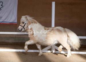 PSB Körung Sonntag 10