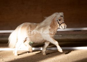 PSB Körung Sonntag 11