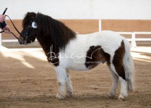 PSB Körung Sonntag 13