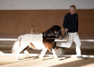 PSB Körung Sonntag 14