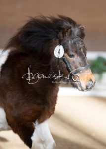 PSB Körung Sonntag 15