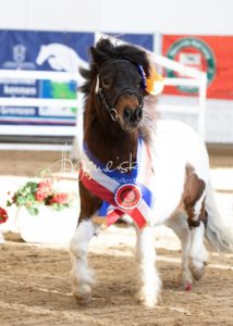 PSB Körung Sonntag 16