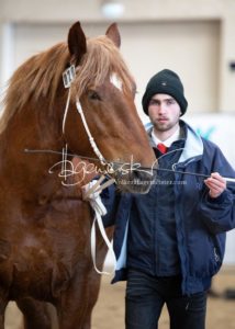 PSB Körung Sonntag 17