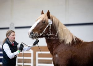 PSB Körung Sonntag 19