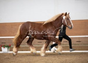 PSB Körung Sonntag 20