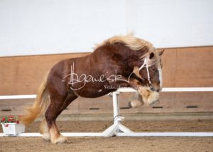 PSB Körung Sonntag 21