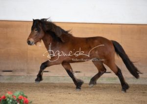 PSB Körung Sonntag 22