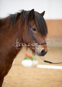 PSB Körung Sonntag 24