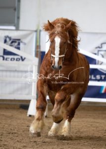 PSB Körung Sonntag 25