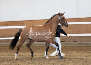 PSB Körung Samstag 7