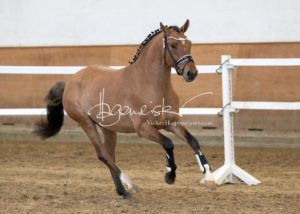 PSB Körung Samstag 8