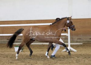 PSB Körung Samstag 10