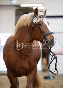 PSB Körung Sonntag 26