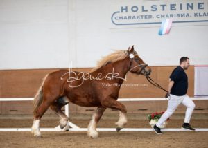 PSB Körung Sonntag 28