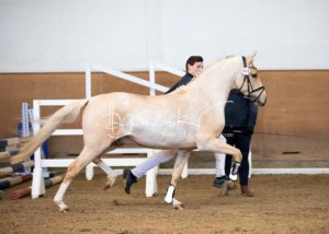 PSB Körung Samstag 11