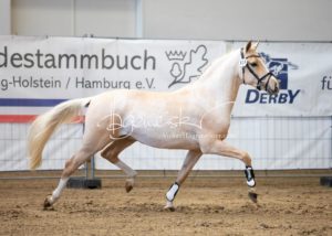 PSB Körung Samstag 12