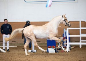 PSB Körung Samstag 13