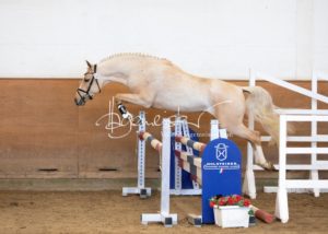 PSB Körung Samstag 14