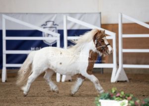 PSB Körung Sonntag 29