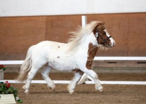 PSB Körung Sonntag 30