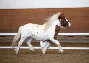 PSB Körung Sonntag 1