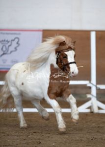 PSB Körung Sonntag 2
