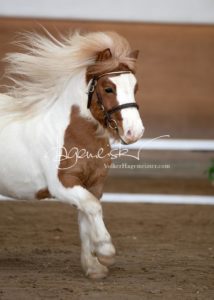 PSB Körung Sonntag 3