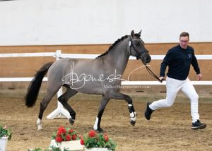 PSB Körung Samstag 15