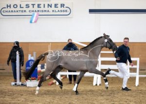 PSB Körung Samstag 17